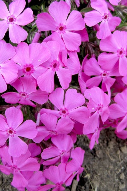 Флокс шиловидний Мак Даніелс Кюшон | Флокс шиловидный Мак Даниелс Кюшон | Phlox subulata McDaniel’s Cushion